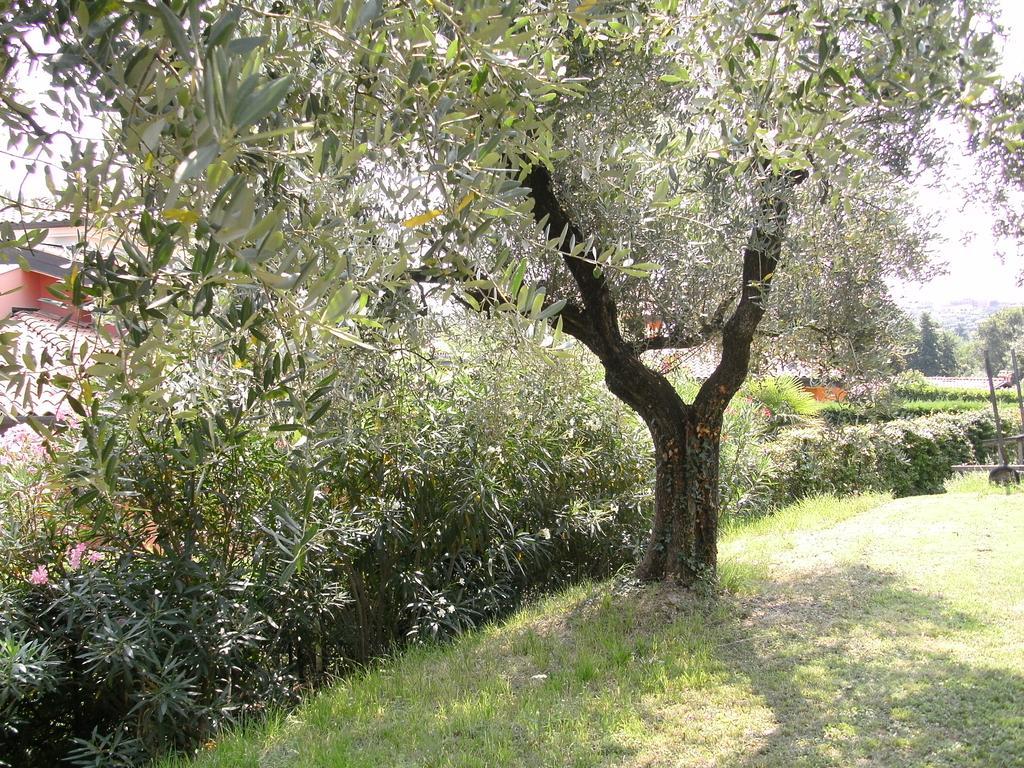 B&B Agli Ulivi Manerba del Garda Exterior foto